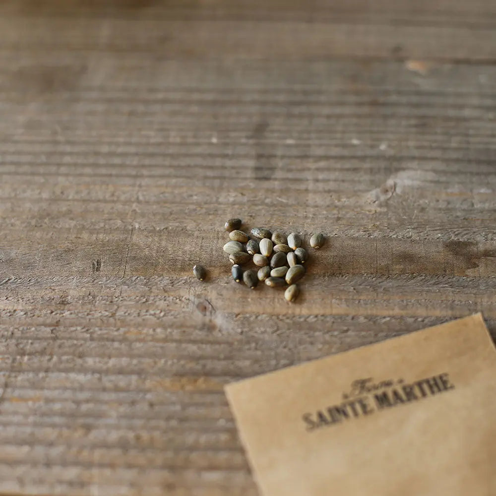 Graines d'artichaut imperial star bio – La Ferme de Sainte Marthe