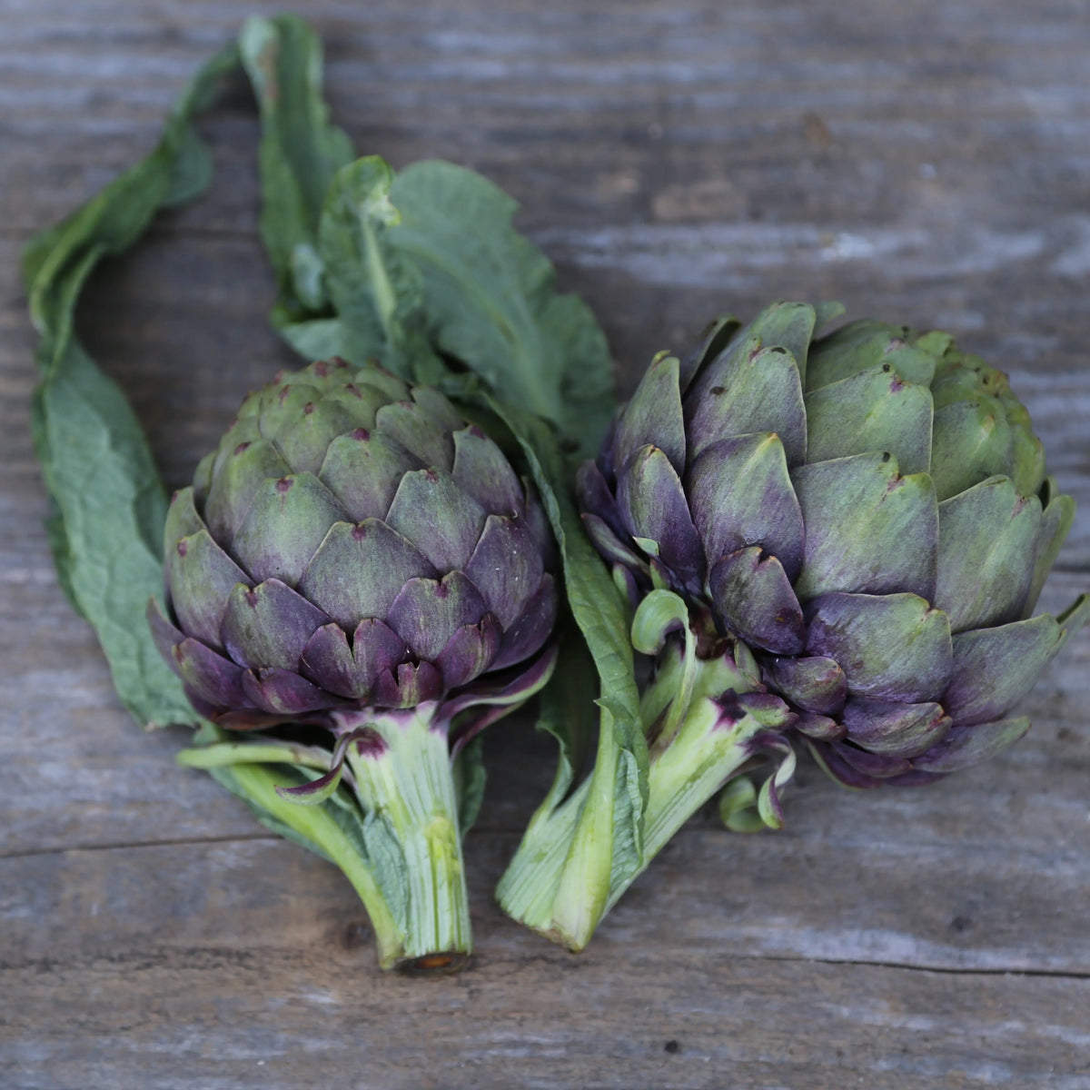 Graines d'artichaut violet de provence – La Ferme de Sainte Marthe