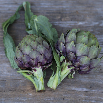 Graines d'artichaut violet de provence – La Ferme de Sainte Marthe