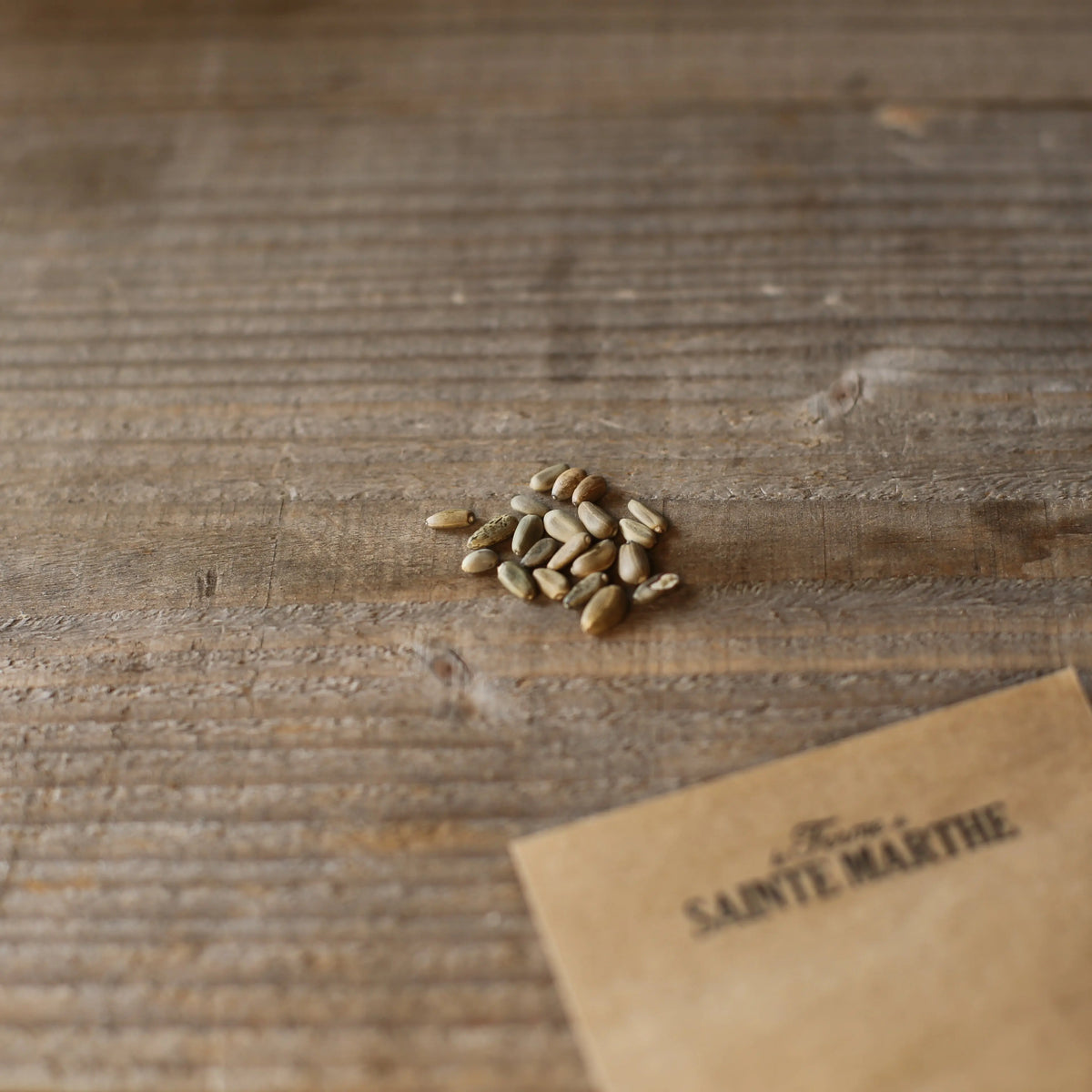 Graines d'artichaut violet de provence – La Ferme de Sainte Marthe