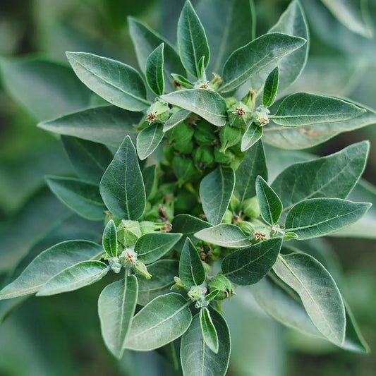 Graines d'ashwagandha ou ginseng indien bio – La Ferme de Sainte Marthe