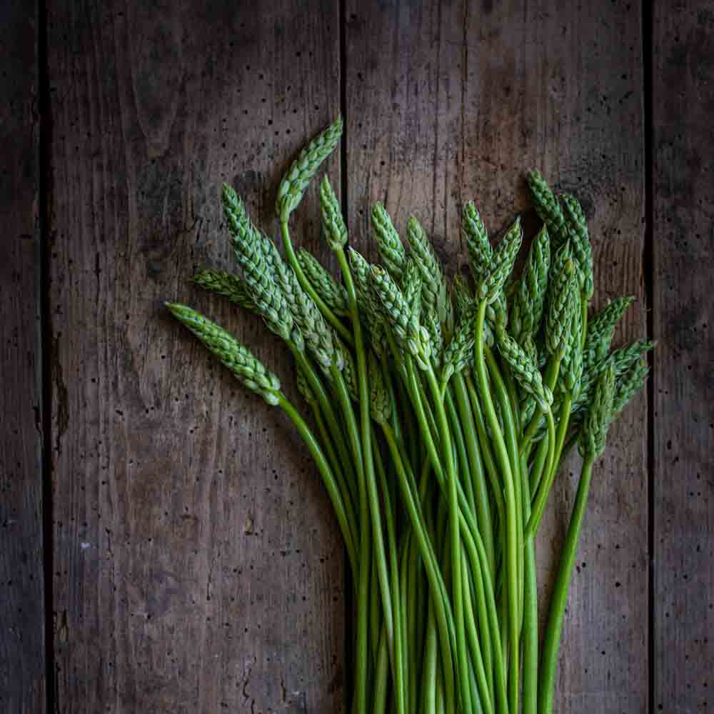 Graines d'aspergette des bois ou asperge sauvage – La Ferme de Sainte Marthe