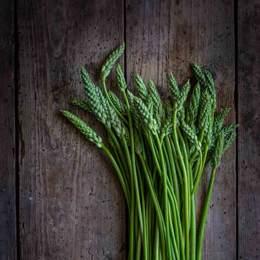 Graines d'aspergette des bois ou asperge sauvage – La Ferme de Sainte Marthe