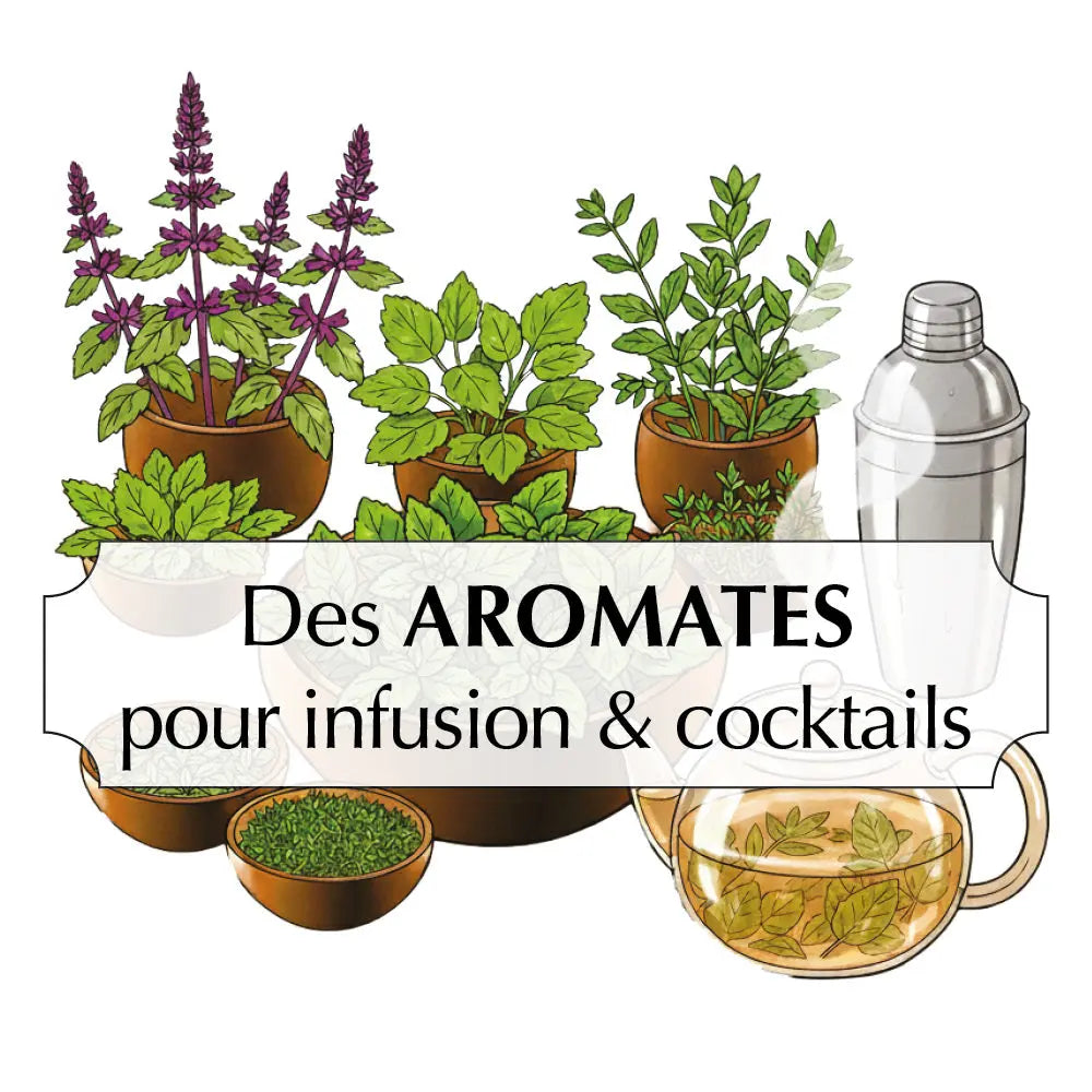 Assortiment de graines d'aromates pour infusions & cocktails – La Ferme de Sainte Marthe