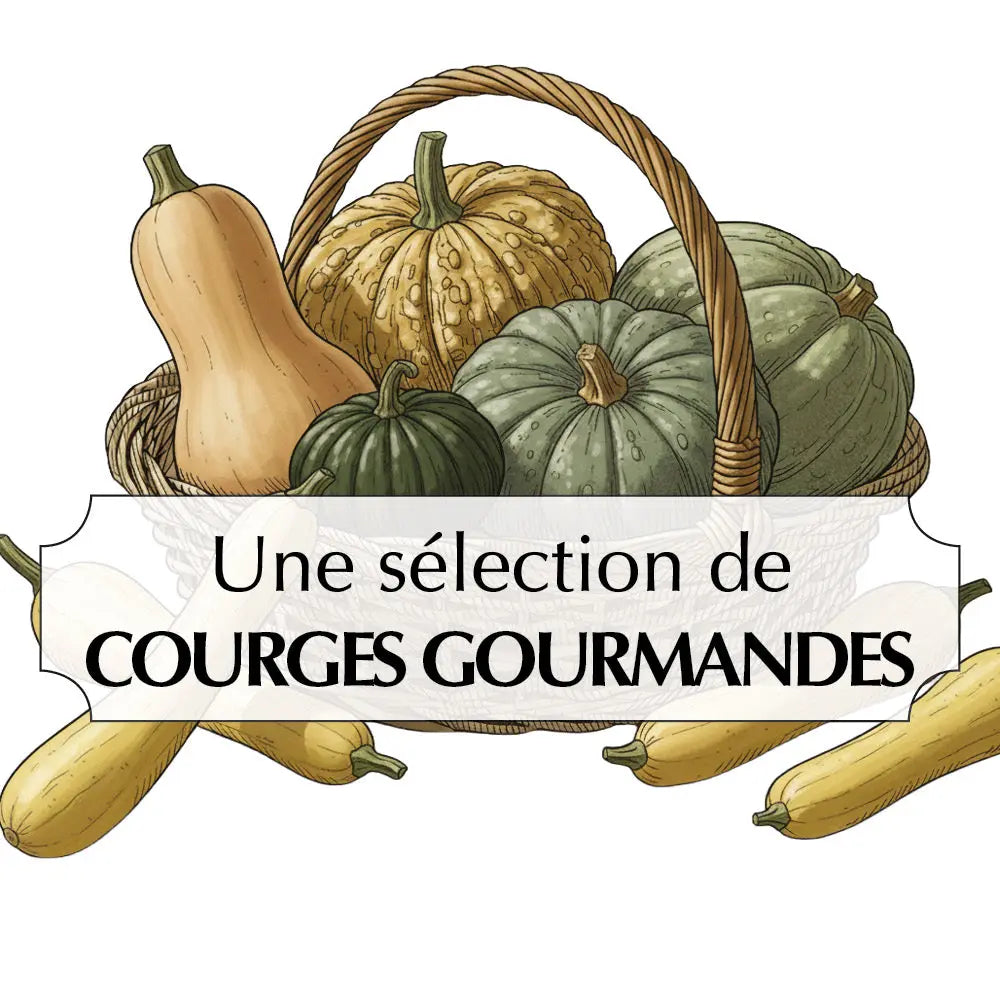Assortiment de graines de courges gourmandes – La Ferme de Sainte Marthe