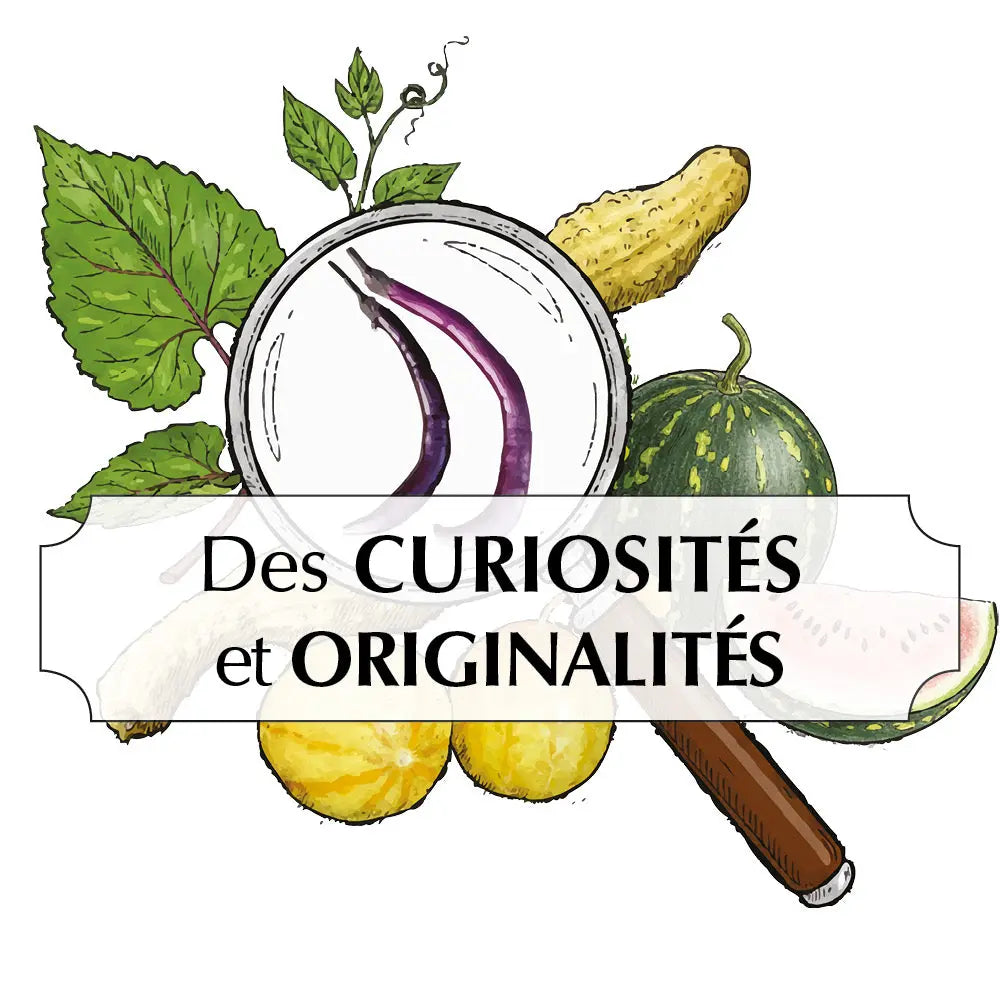Assortiment de graines de curiosités et originalités de la nature – La Ferme de Sainte Marthe