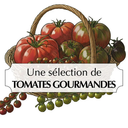 Assortiment de graines de tomates gourmandes – La Ferme de Sainte Marthe