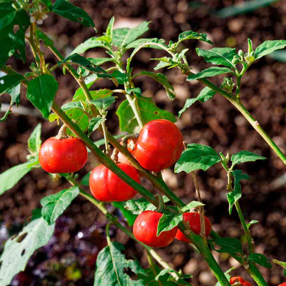 Graines d'aubergine africaine goyo kumba bio – La Ferme de Sainte Marthe