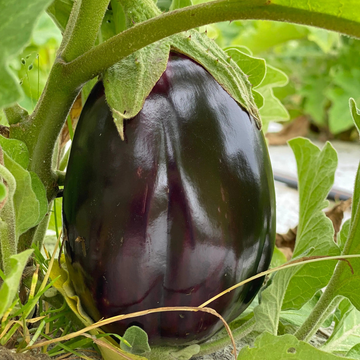 Graines d'aubergine black beauty bio – La Ferme de Sainte Marthe