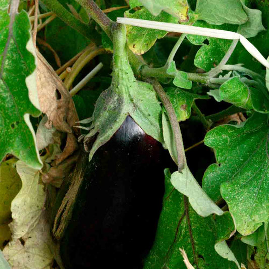 Graines d'aubergine black diamond bio – La Ferme de Sainte Marthe