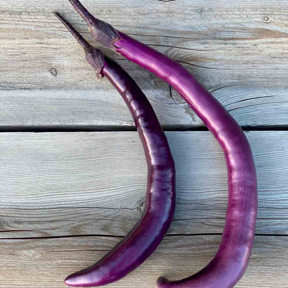 Graines d'aubergine japanese pickling bio – La Ferme de Sainte Marthe