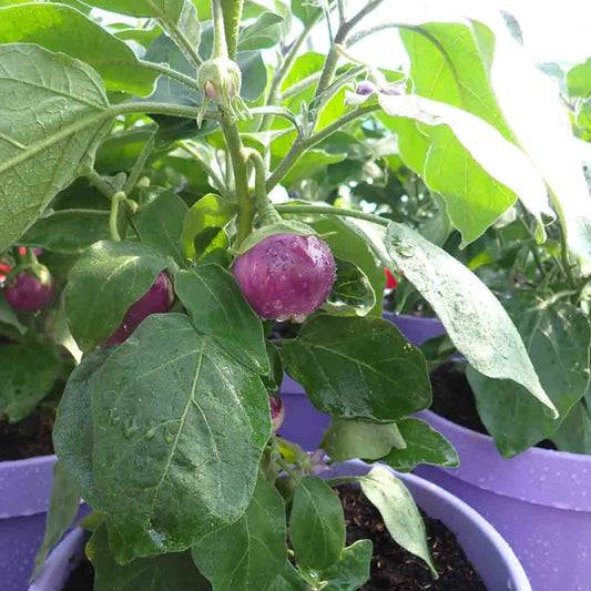 Graines d'aubergine lao lavender bio – La Ferme de Sainte Marthe