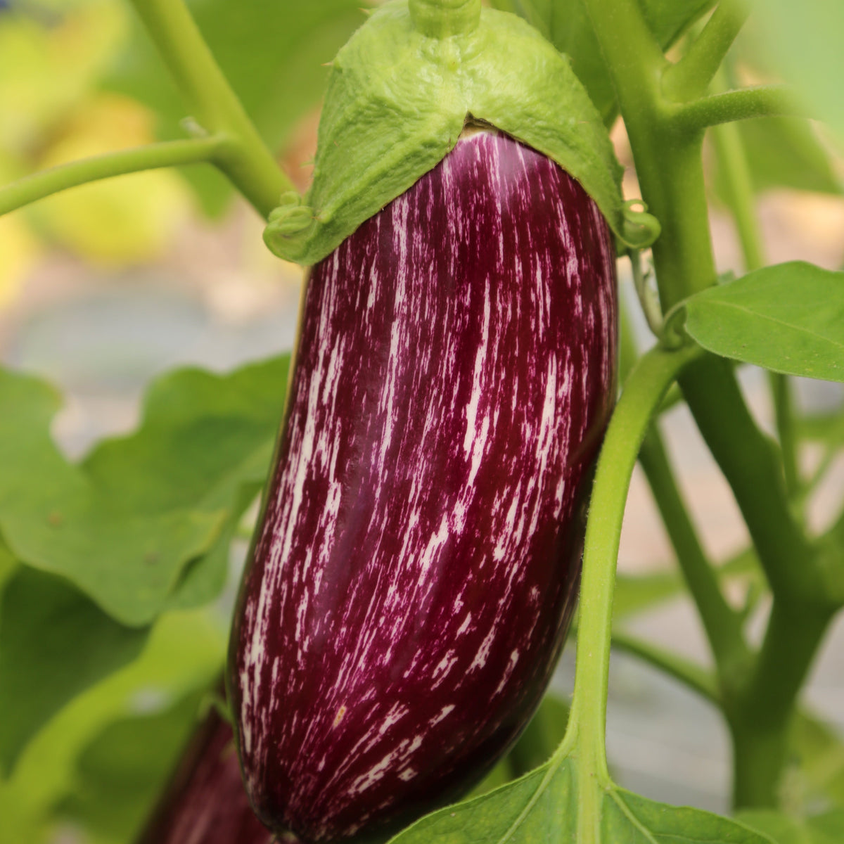 Graines d'aubergine listada de gandia bio – La Ferme de Sainte Marthe