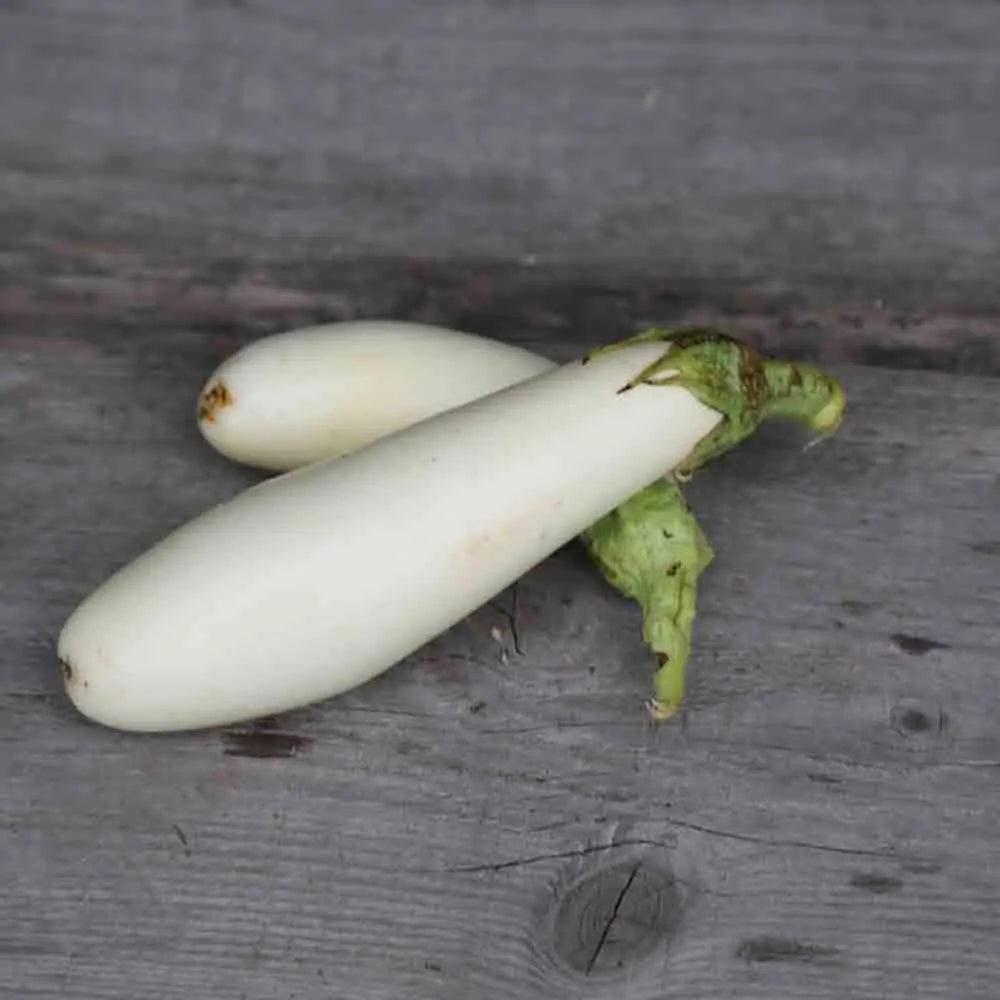 Graines d'aubergine longue blanche bio – La Ferme de Sainte Marthe