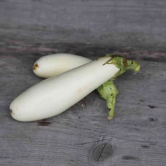 Graines d'aubergine longue blanche bio – La Ferme de Sainte Marthe