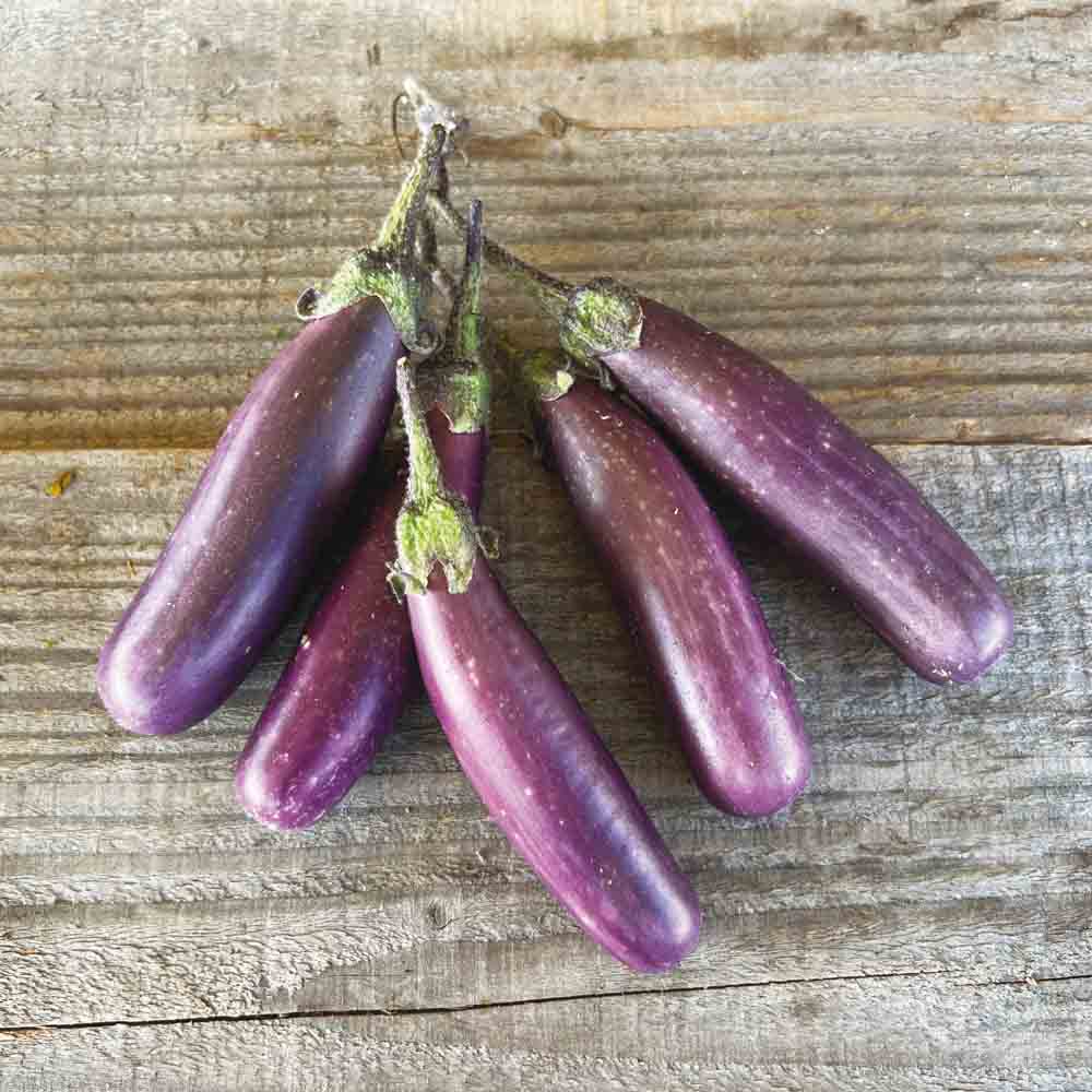 Graines d'aubergine pusa purple cluster bio – La Ferme de Sainte Marthe