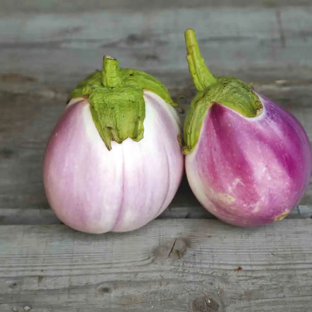 Graines d'aubergine rotonda bianca sfumata di rosa bio – La Ferme de Sainte Marthe