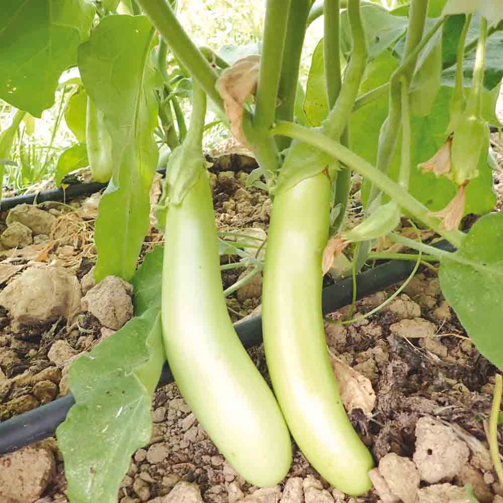 Graines d'aubergine thaï long green bio – La Ferme de Sainte Marthe