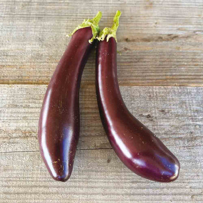 Graines d'aubergine violetta lunga 3 bio – La Ferme de Sainte Marthe