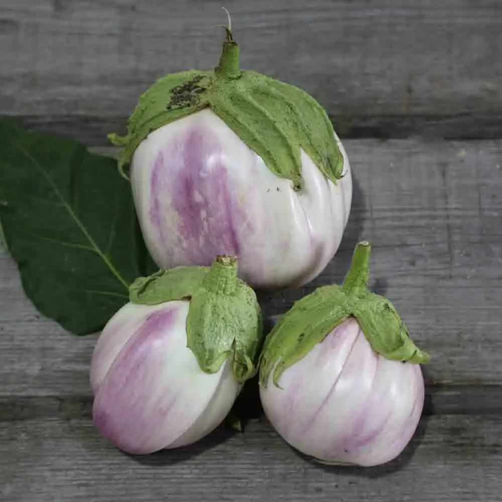 Graines d'aubergine violette de florence bio – La Ferme de Sainte Marthe