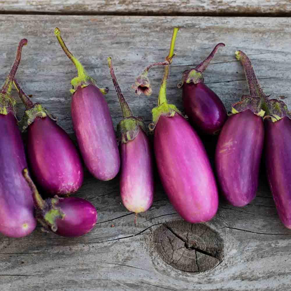 Graines d'aubergine violette de toulouse bio – La Ferme de Sainte Marthe