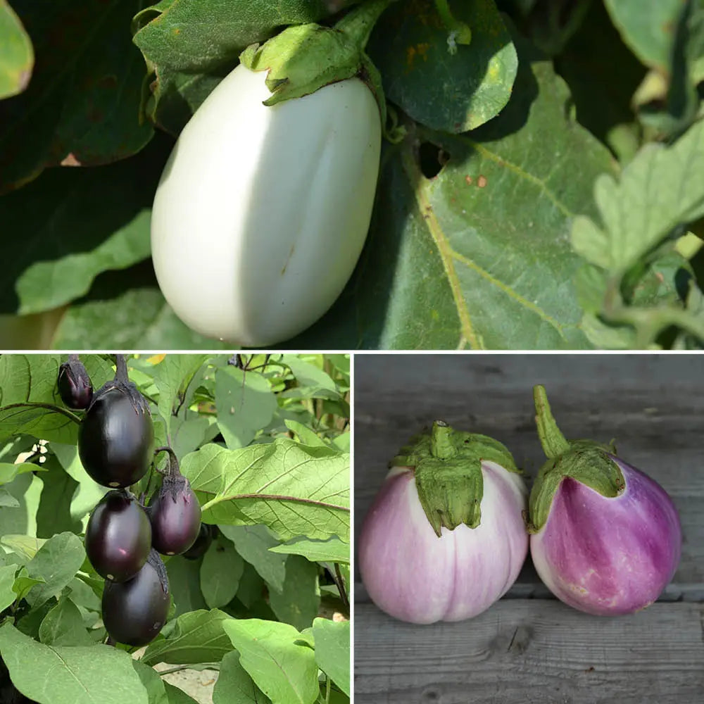 Graines d'aubergines en mélange (blanche ronde à œuf, bambino, rotondo bianca sfumata di rosa) bio – La Ferme de Sainte Marthe