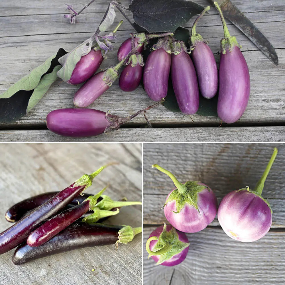 Graines d'aubergines en mélange (little finger, pusa purple cluster, thaï lavender) bio – La Ferme de Sainte Marthe