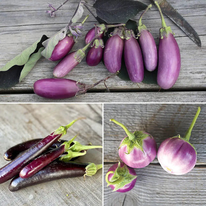 Graines d'aubergines en mélange (little finger, pusa purple cluster, thaï lavender) bio – La Ferme de Sainte Marthe