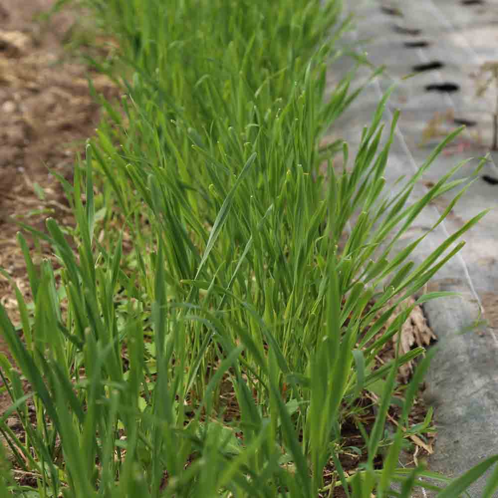 Graines d'avoine rude bio – La Ferme de Sainte Marthe