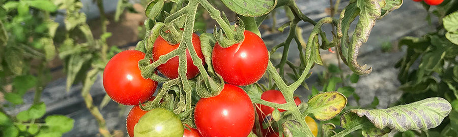 Que faire dans mon jardin en juillet ?