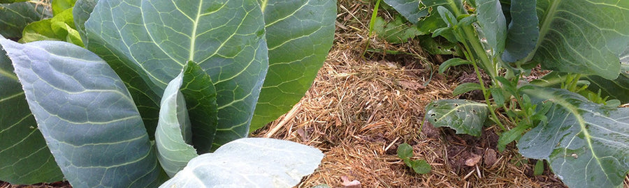 Que faire dans mon jardin en septembre ?