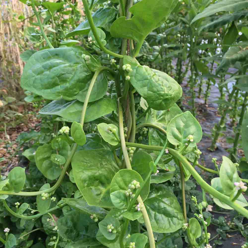 Graines de baselle alba ou épinard de malabar bio – La Ferme de Sainte Marthe