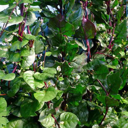 Graines de baselle rubra ou épinard de malabar rouge bio – La Ferme de Sainte Marthe
