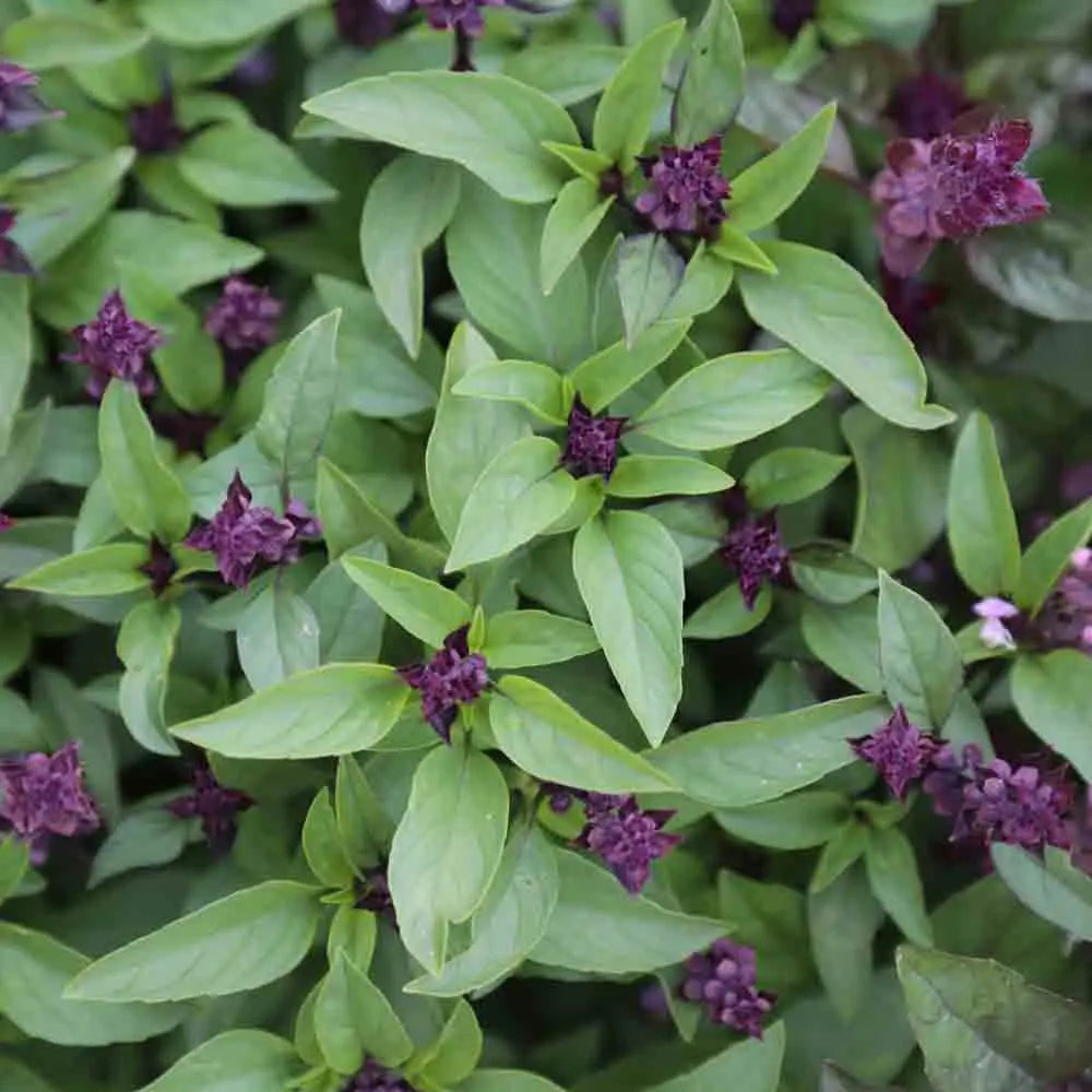 Graines de basilic anis bio – La Ferme de Sainte Marthe