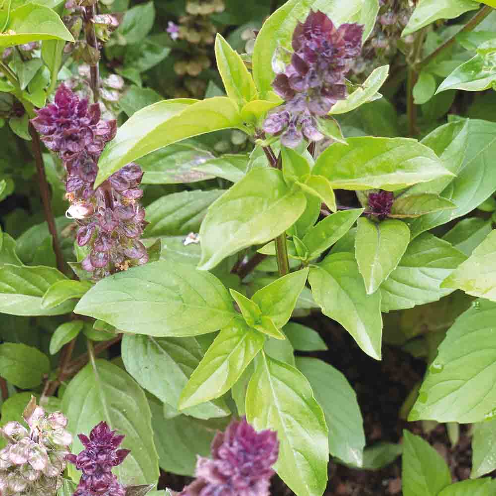Graines de basilic cannelle bio – La Ferme de Sainte Marthe