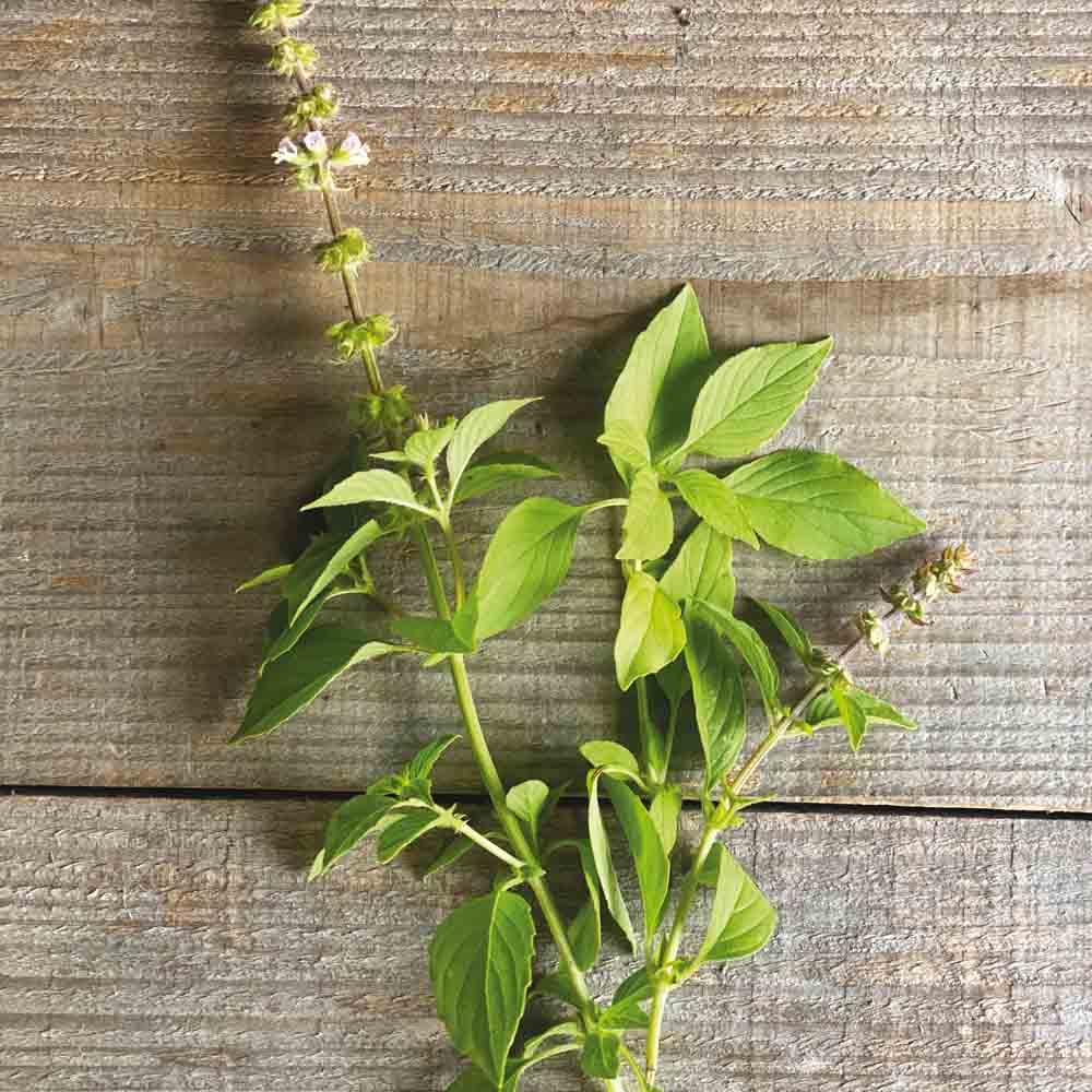 Graines de basilic citron bio – La Ferme de Sainte Marthe