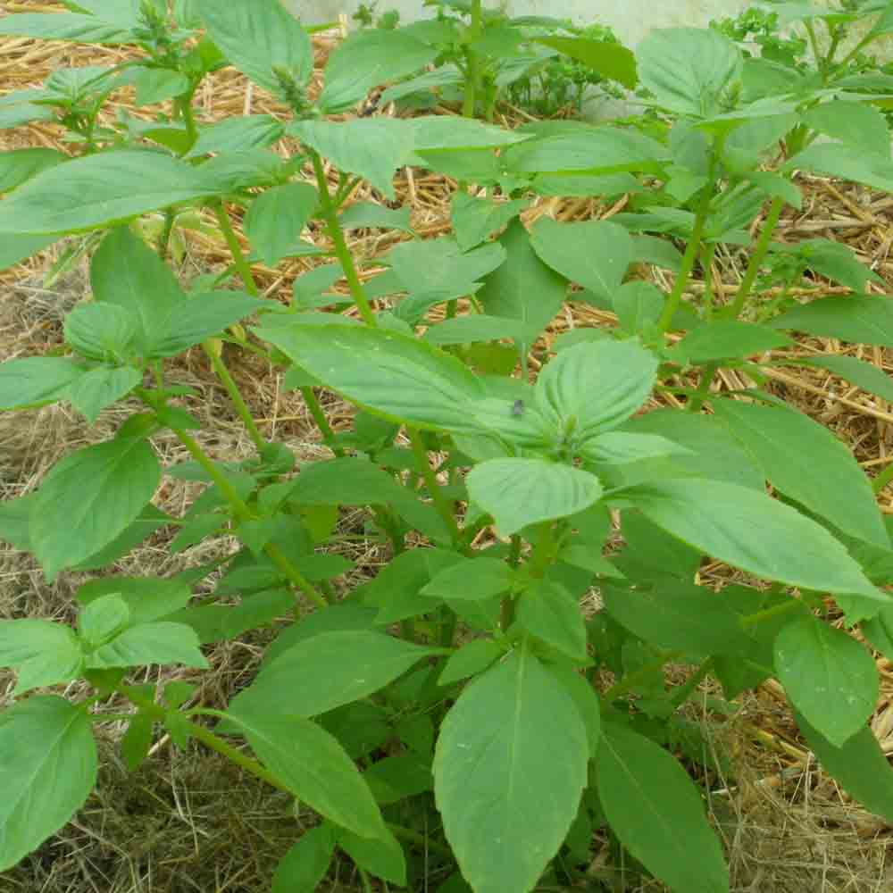 Graines de basilic citron mrs burn bio – La Ferme de Sainte Marthe