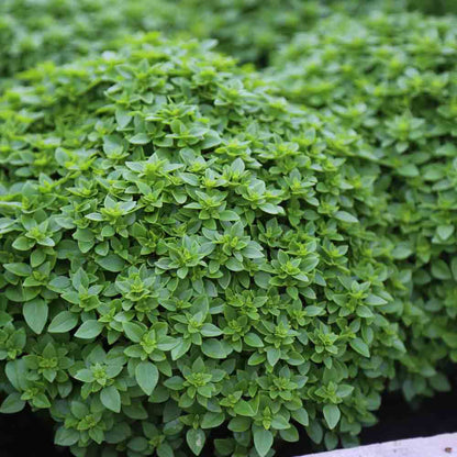 Graines de basilic fin vert nain compact bio – La Ferme de Sainte Marthe