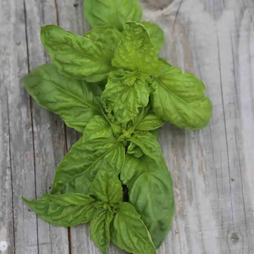 Graines de basilic géant monstrueux mammouth bio – La Ferme de Sainte Marthe