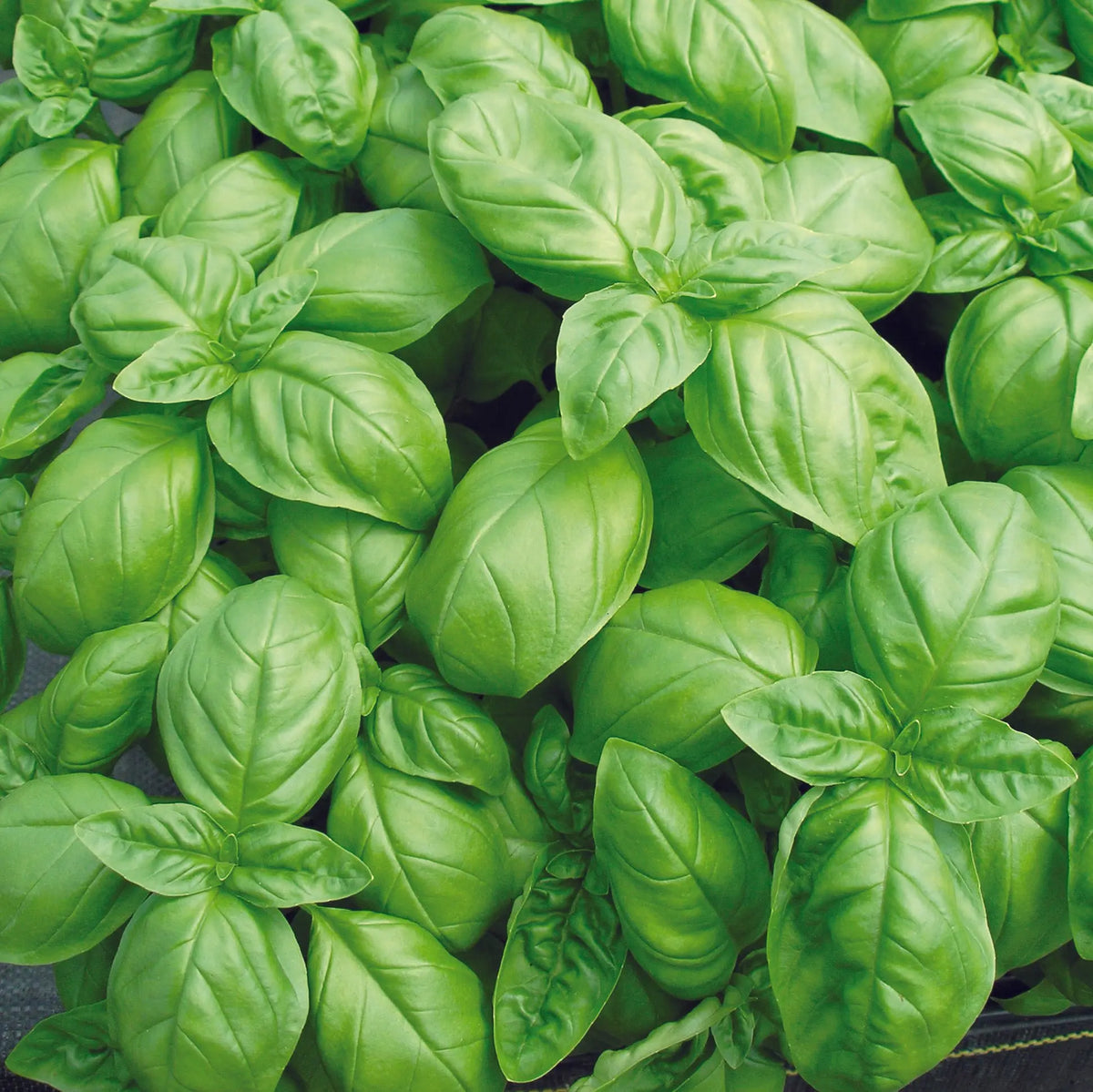 Graines de basilic genovese bio – La Ferme de Sainte Marthe