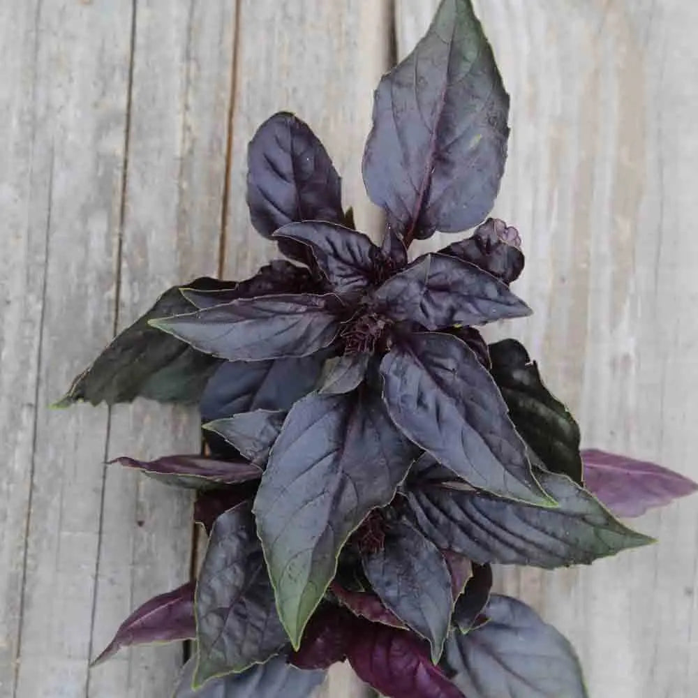 Graines de basilic pourpre bio – La Ferme de Sainte Marthe