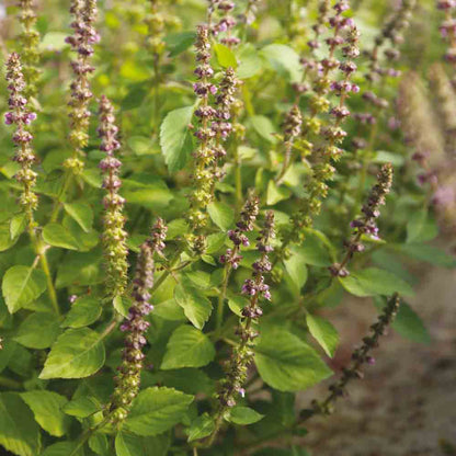 Graines de basilic sacré ou tulsi bio – La Ferme de Sainte Marthe