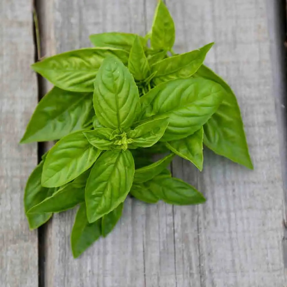 Graines de basilic simple grand vert bio – La Ferme de Sainte Marthe