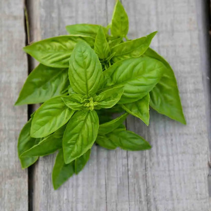 Graines de basilic simple grand vert bio – La Ferme de Sainte Marthe