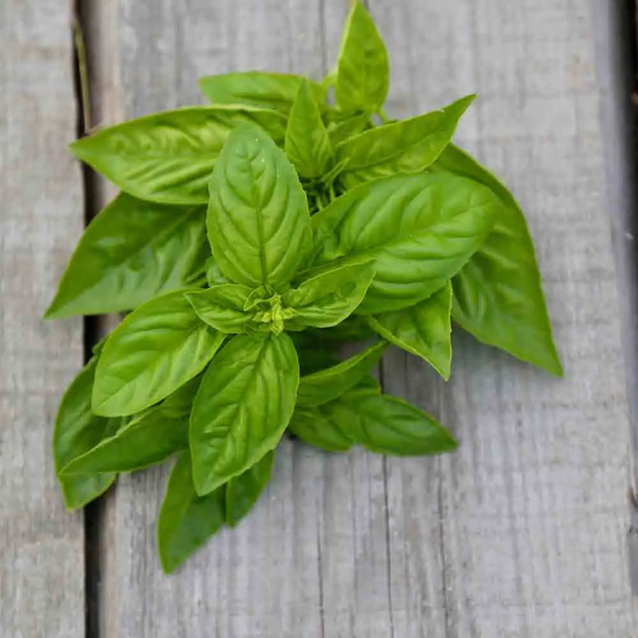 Basilic citron vert
