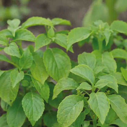 Graines de basilic thym bio – La Ferme de Sainte Marthe