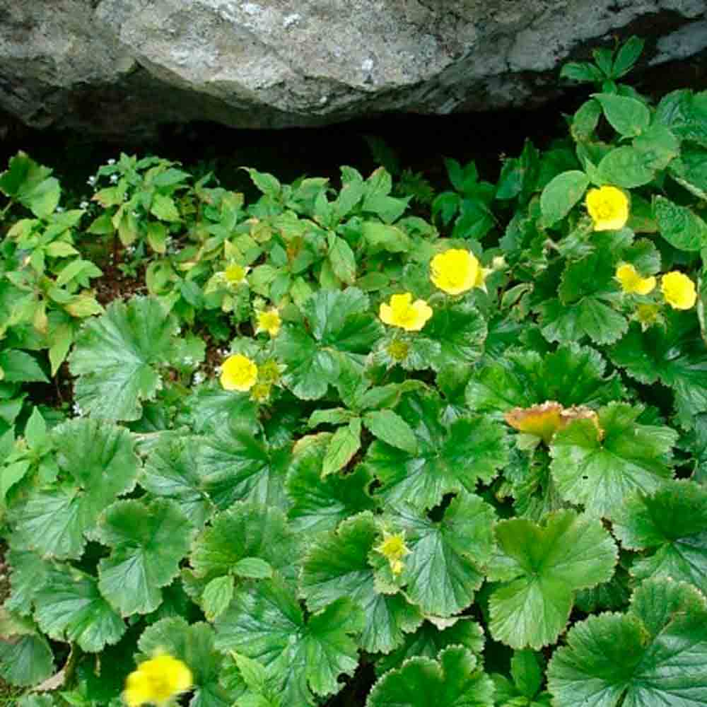 Graines de benoîte sauvage bio – La Ferme de Sainte Marthe