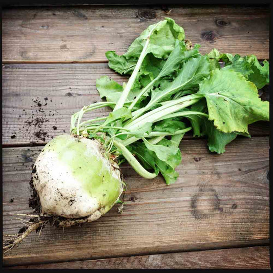 Graines de betterave blanche albina vereduna bio – La Ferme de Sainte Marthe
