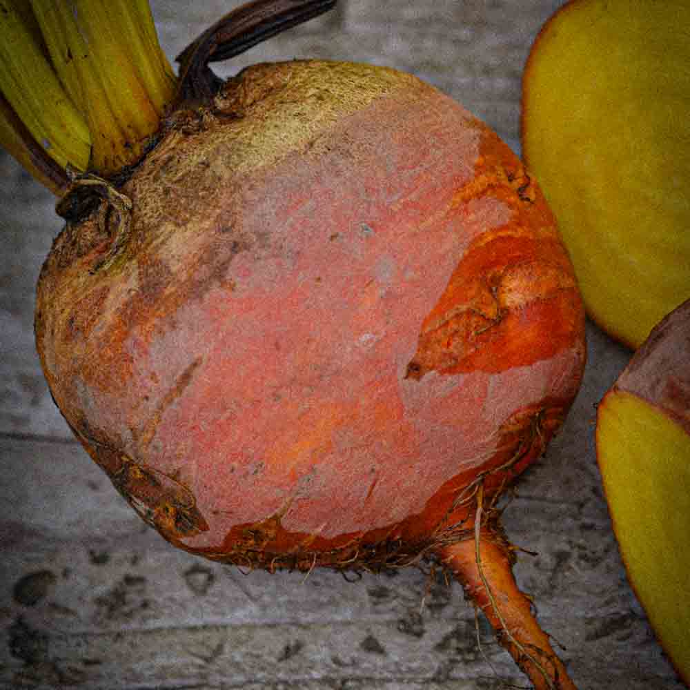 Graines de betterave burpees golden bio – La Ferme de Sainte Marthe