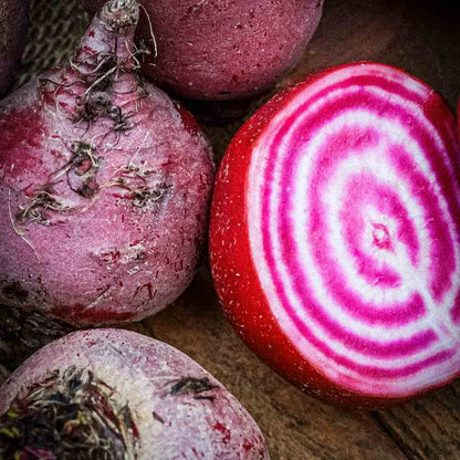 Graines de betterave chioggia bio – La Ferme de Sainte Marthe